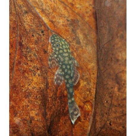 Ancistrus sp. - L528 "Rio Paraguay"