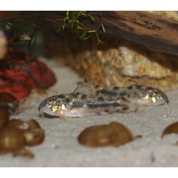 Aspidoras spilotus - C125