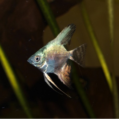 Scalaire leopard blue - Pterophyllum scalare
