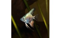 Scalaire leopard blue - Pterophyllum scalare