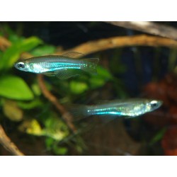 Poropanchax luxophthalmus