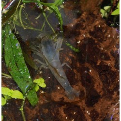 Crevette bleue du Gabon - Atya gabonensis