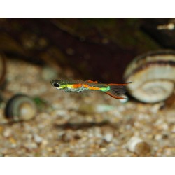 Guppy Cumana - Poecilia wingei