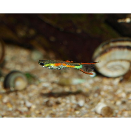 Guppy Cumana - Poecilia wingei