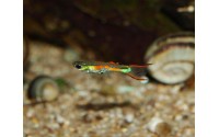 Guppy Cumana - Poecilia wingei
