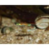 Guppy Cumana - Poecilia wingei