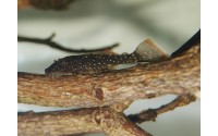 Ancistrus hoplogenys - L59 "Yellow spot"