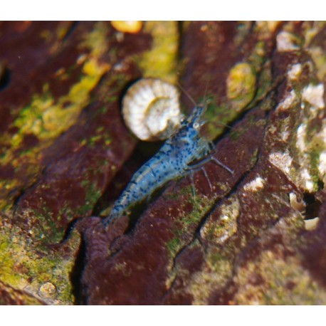 Crevette Blue - Neocaridina davidii