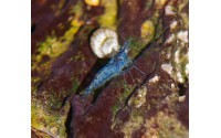 Crevette Blue - Neocaridina davidii