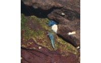 Crevette Blue - Neocaridina davidii