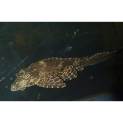Pleco Léopard -  Pterygoplichthys gibbiceps - L165