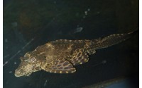 Pleco Léopard -  Pterygoplichthys gibbiceps - L165
