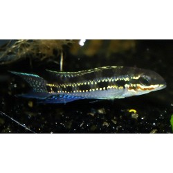 Cichlidé échiquier - Dicrossus filamentosus