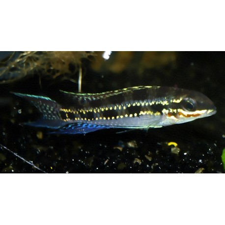 Cichlidé échiquier - Dicrossus filamentosus