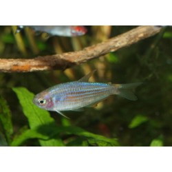 Inpaichthys parauapinranga