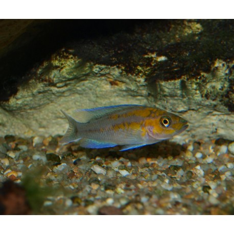 Neolamprologus falcicula