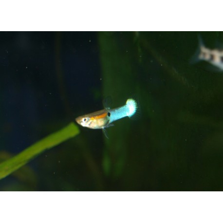 Guppy endler Japan blue - Poecilia sp.