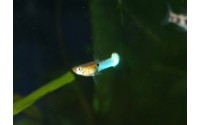 Guppy endler Japan blue - Poecilia sp.