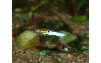 Guppy endler Japan blue - Poecilia sp.
