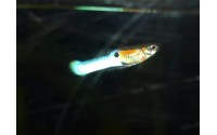 Guppy endler Japan blue - Poecilia sp.