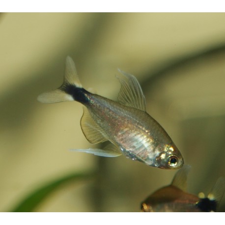 Tétra mojarra - Hyphessobrycon elachys mâle