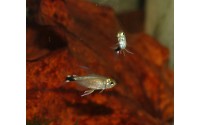 Tétra mojarra - Hyphessobrycon elachys mâle