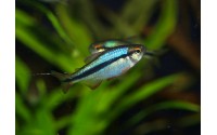 Tétra Lapis-lazuli - Hyphessobrycon cyanotaenia