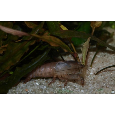 Crevette bleue du Gabon - Atya gabonensis
