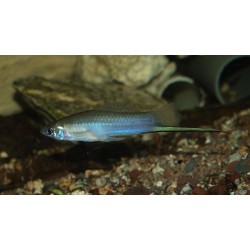 Xipho porte épée maya - Xiphophorus mayae