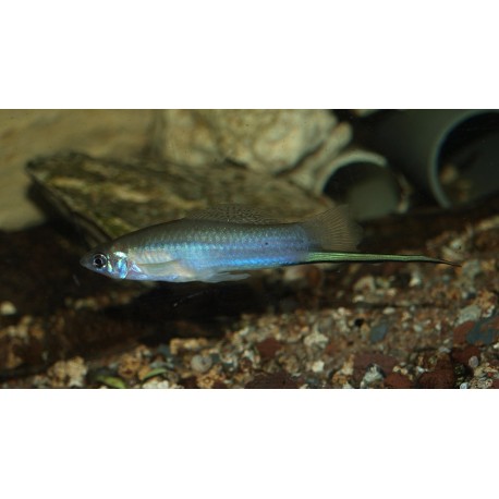 Xipho porte épée maya - Xiphophorus mayae