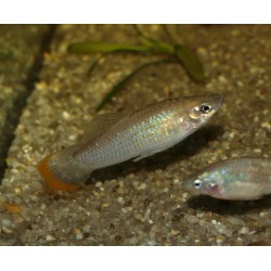 Molly du Pacifique - Poecilia butleri