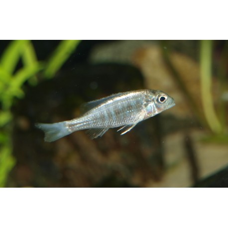 Lethrinops albus "Kande Island"