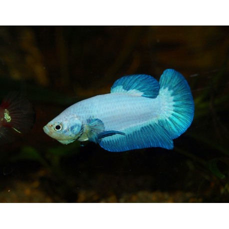Combattant plakat Blue Rim - Betta splendens