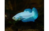 Combattant plakat Blue Rim - Betta splendens