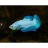 Combattant plakat Blue Rim - Betta splendens