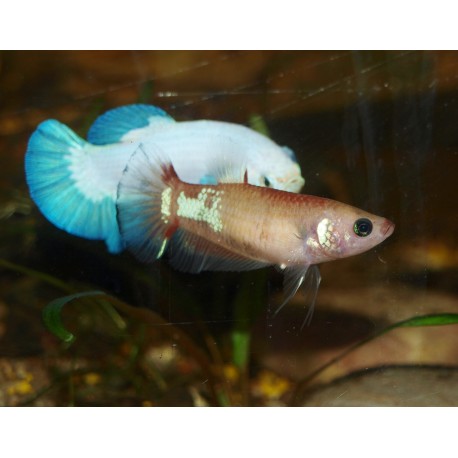 Combattant plakat n°1 - Betta splendens