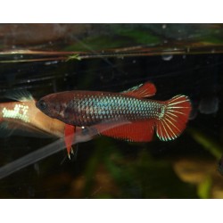 Combattant plakat n°1 - Betta splendens