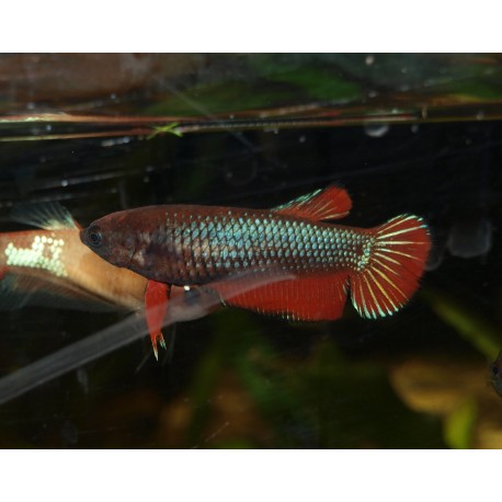 Combattant plakat n°1 - Betta splendens