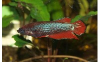 Combattant plakat n°1 - Betta splendens