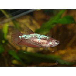 Combattant plakat n°2 - Betta splendens