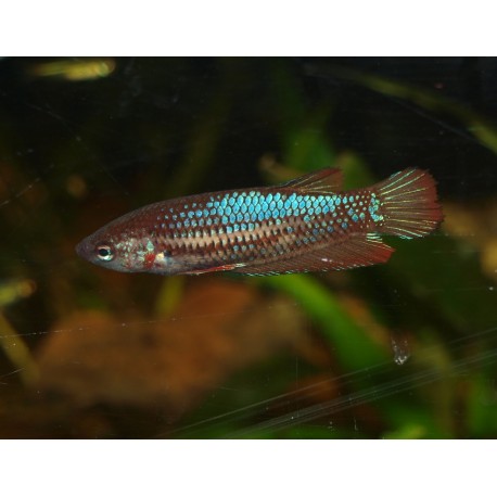 Combattant plakat n°3 - Betta splendens