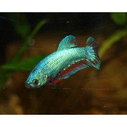 Combattant plakat n°4 - Betta splendens