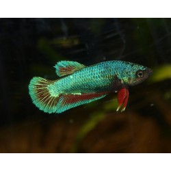 Combattant plakat n°6 - Betta splendens