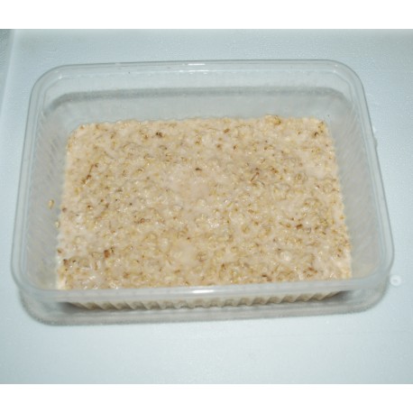 Micro vers - Anguillula rediviva