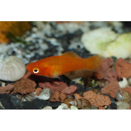 Xipho porte épée rouge - Xiphophorus helleri