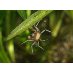 Limnopilos naiyanetri