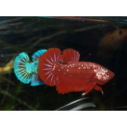 Combattant Samuraï red - Betta splendens