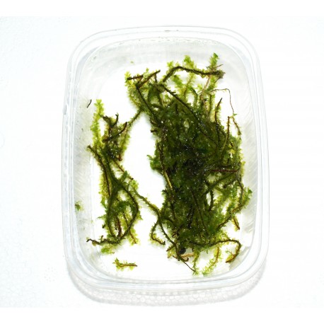 Rare Moss - Distichophyllum sp.