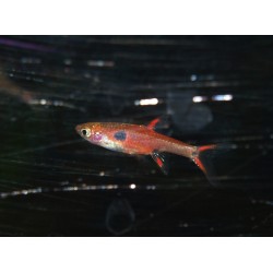Rasbora nain - Boraras maculatus