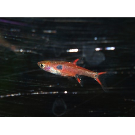 Rasbora nain - Boraras maculatus